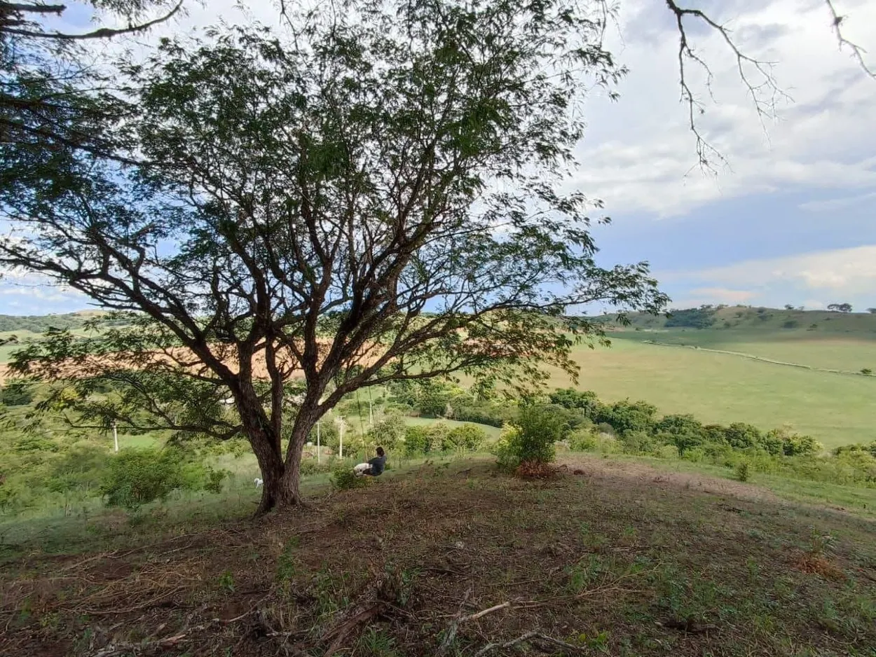 Árvore grande com vista ampla para as colinas e o vale