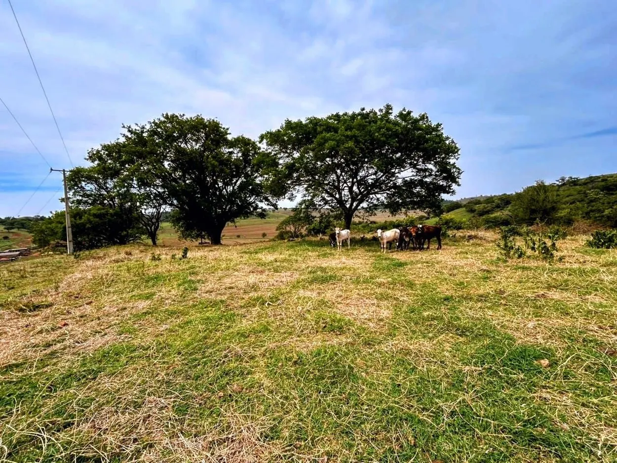 Área aberta com árvores frondosas e animais pastando