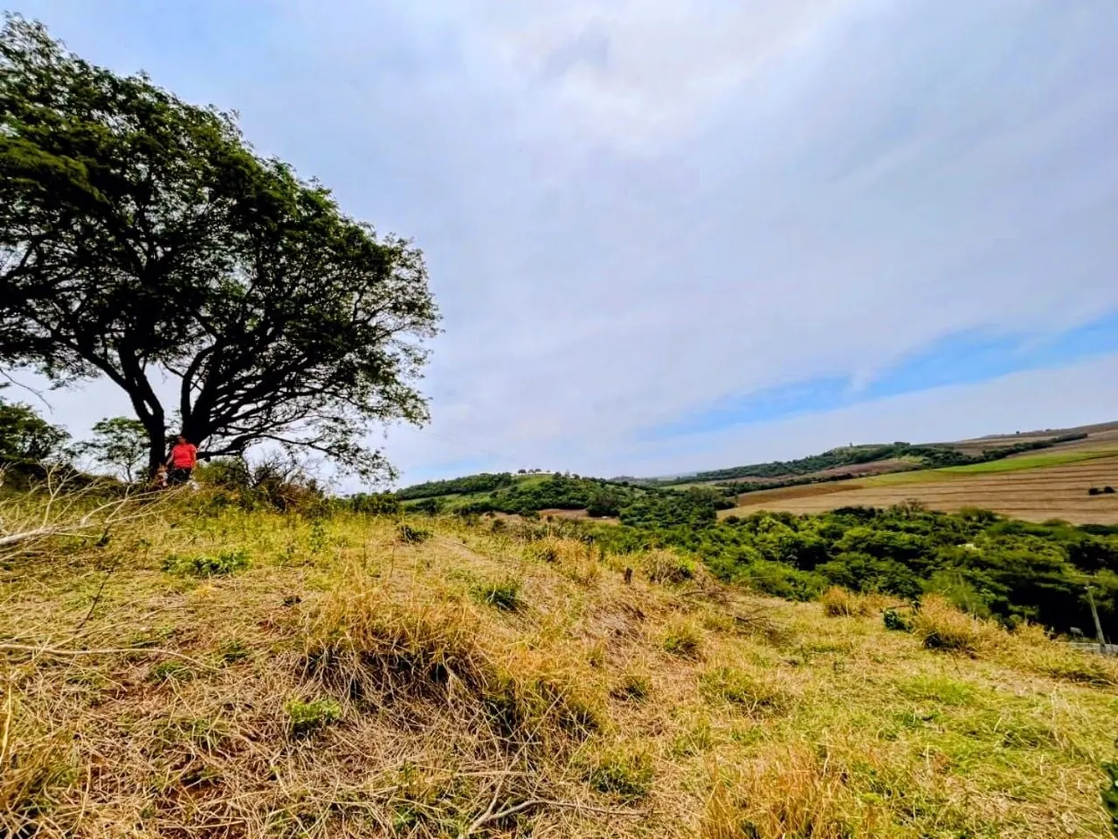 Árvore isolada e horizonte com paisagem rural vista do alto